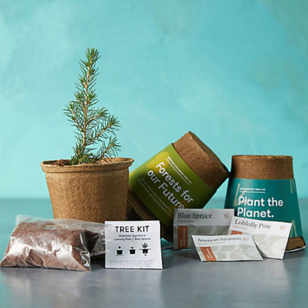 Amazing Gift Ideas for Nature and Tree Lovers - The Mood Guide