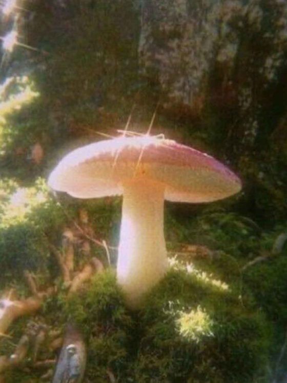 Mushroom Aesthetic for the Fairytale Lovers
