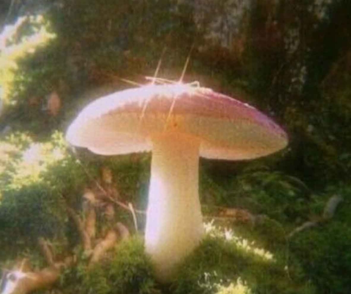 Mushroom Aesthetic for the fairytale lovers