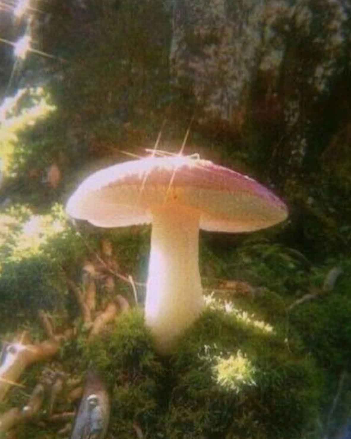 Mushroom Aesthetic for the Fairytale Lovers