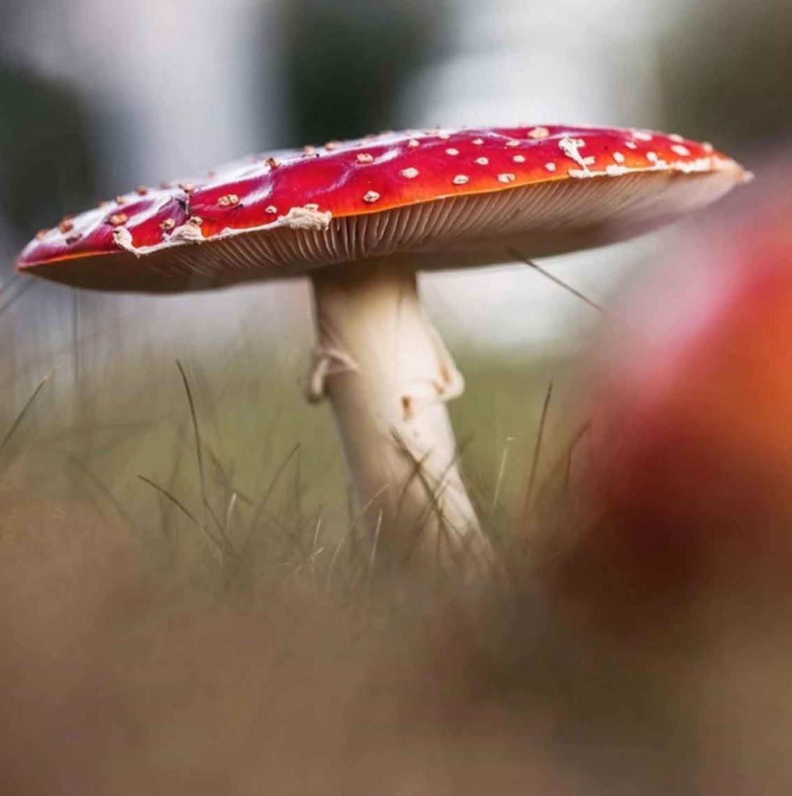 Mushroom Aesthetic for the Fairytale Lovers The Mood Guide