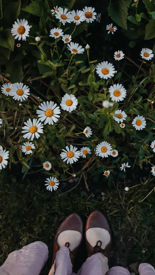 daisy aesthetic wallpaper for iphone