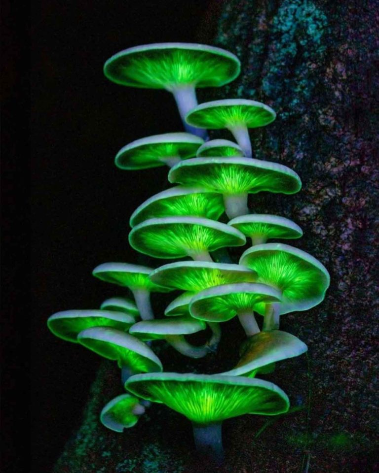 Mushroom Aesthetic for the Fairytale Lovers The Mood Guide