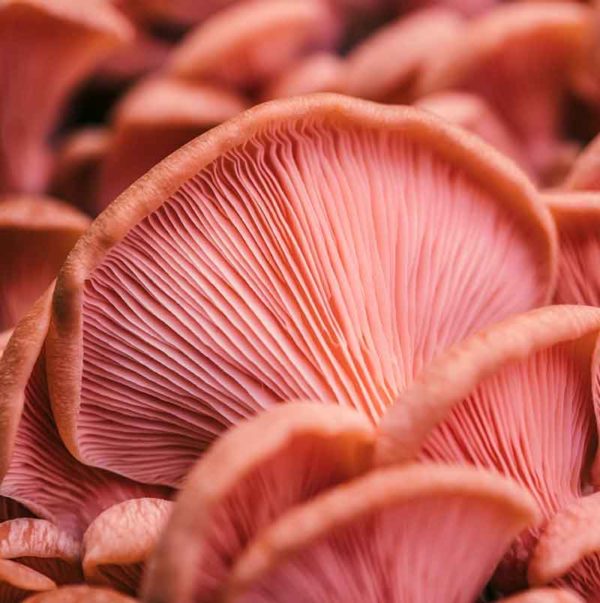 Mushroom Aesthetic for the Fairytale Lovers The Mood Guide