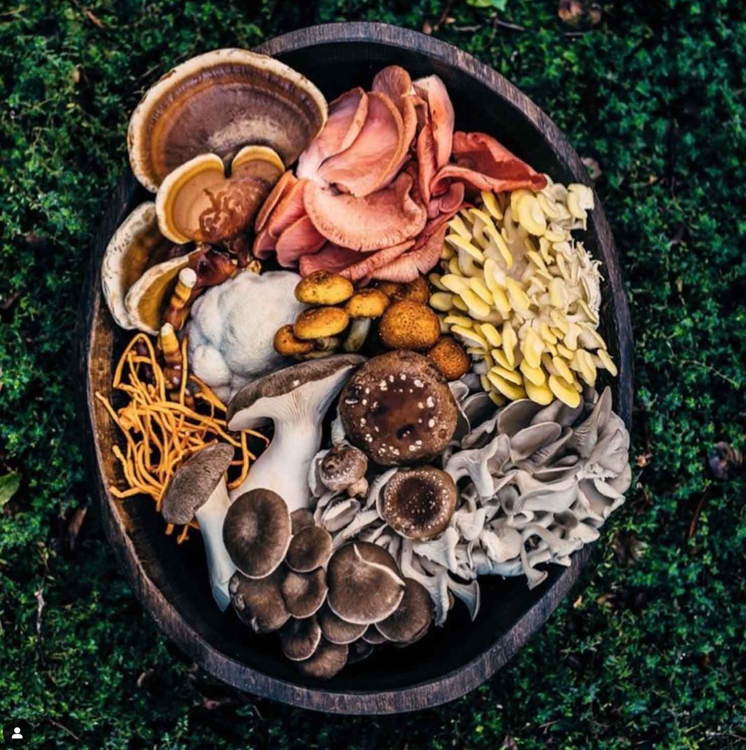 Mushroom Aesthetic for the Fairytale Lovers The Mood Guide