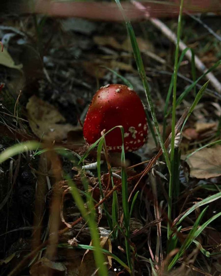 Mushroom Aesthetic for the Fairytale Lovers The Mood Guide