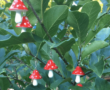 Mushroom Aesthetic for the fairytale lovers