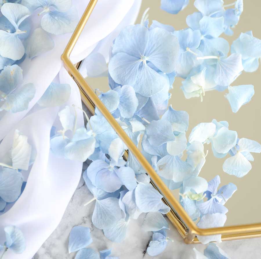 light blue petals flowers aesthetic