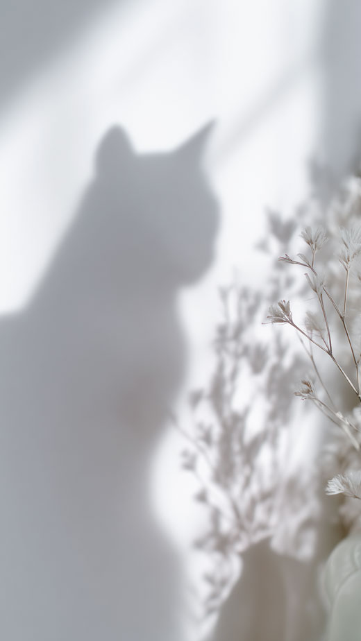 aesthetic white shadow chic cat phone background for lock screen