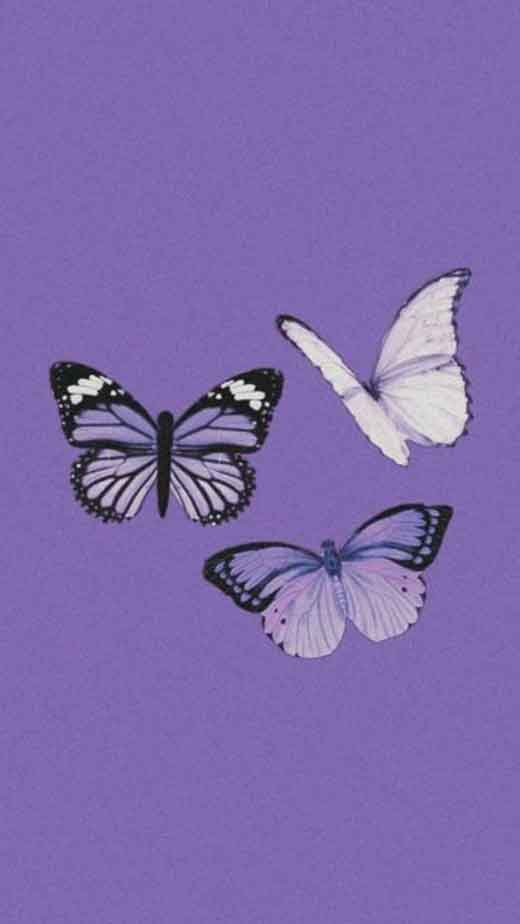 cute butterfly purple aesthetic wallpaper iphone