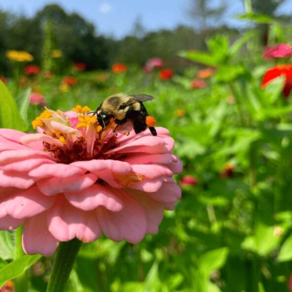 bee on a pink flower cottagecore garden