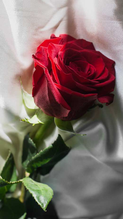 a beautiful femme fatale aesthetic red rose aesthetic floral wallpaper for iphone