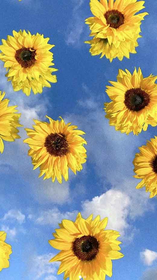 artsy flower sunflower wallpaper for iphone