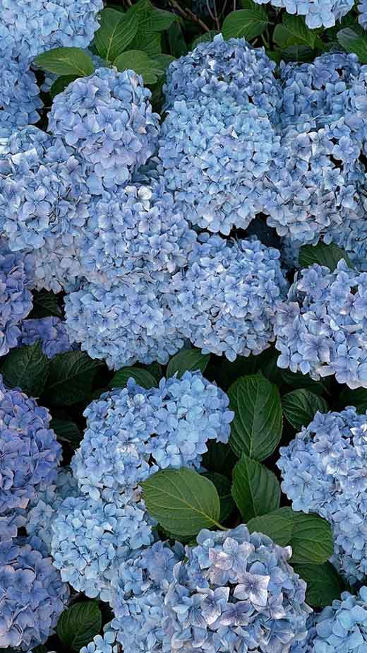 blue flowers aesthetic wallpapers