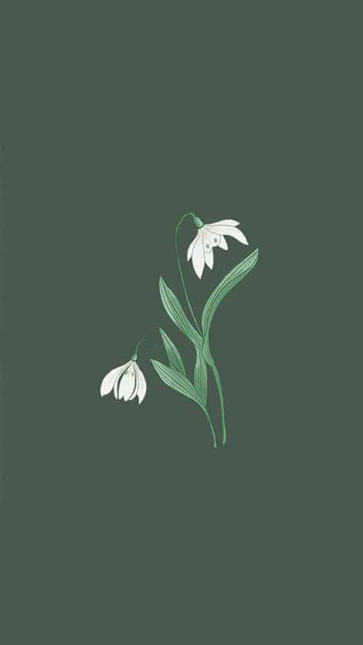 flower illustration aesthetic background iphone