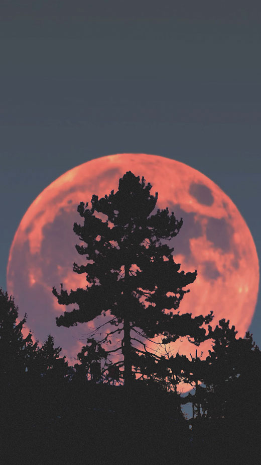 red moon wallpaper aesthetic dark forest 