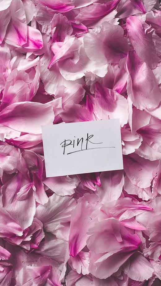 pink petals flower wallpaper for iphone