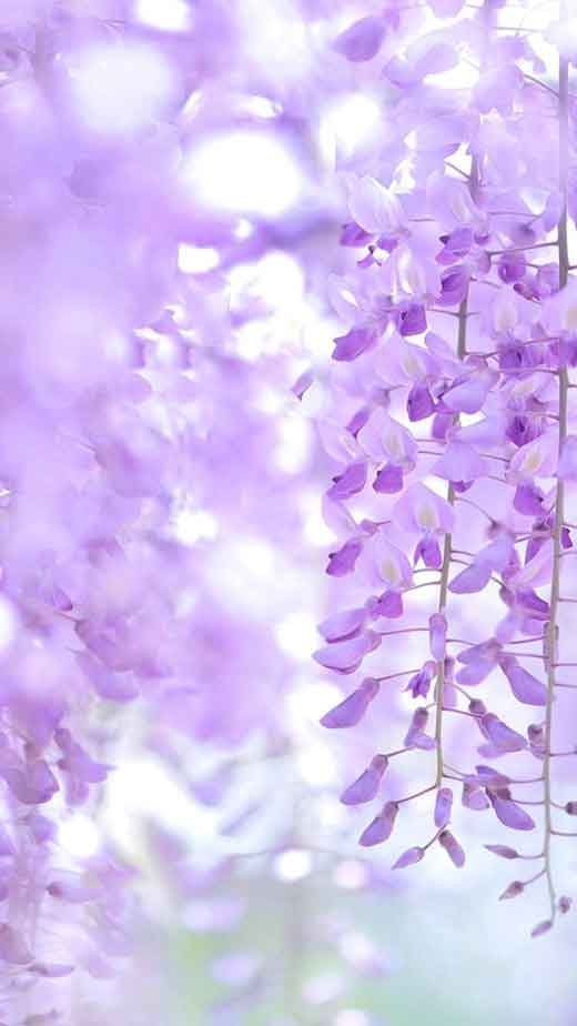 purple flower aesthetic iphone background