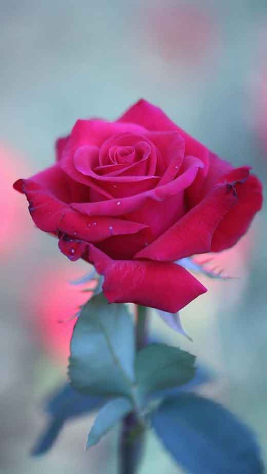 red rose flower wallpaper