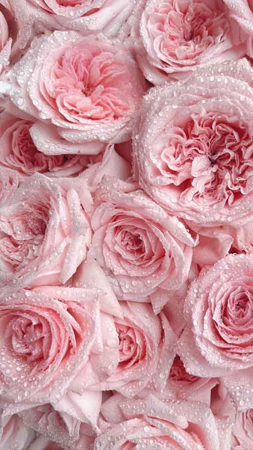 pretty and pink pattern of rose flower aesthetic wallpaper