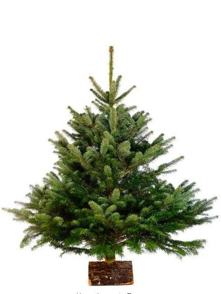 3 ft. to 4 ft. Freshly Cut Nordmann Fir Live Christmas Tree