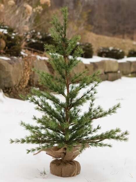Faux Pine Seedling Sparse Small Christmas Tree 