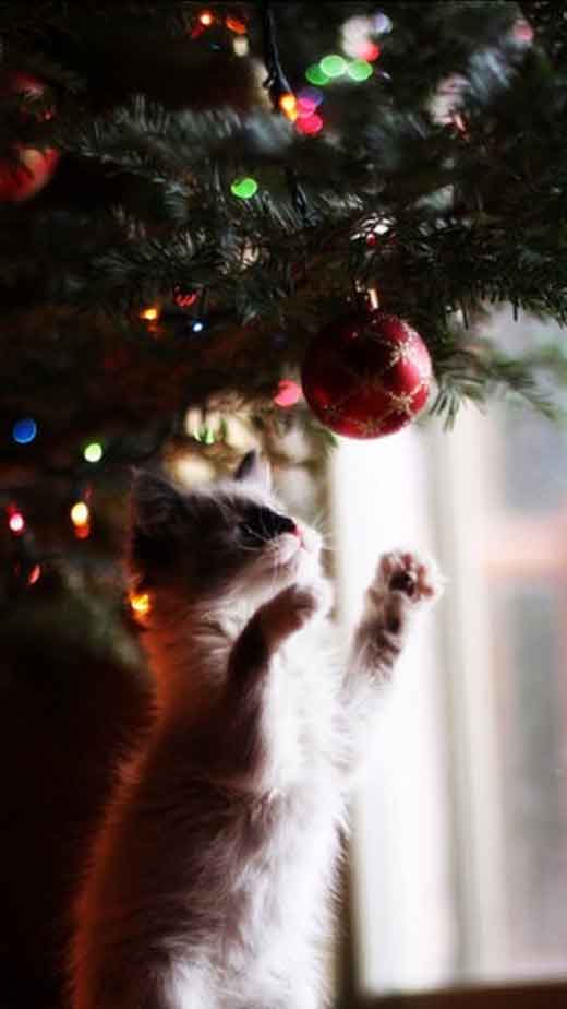cute cat christmas wallpaper