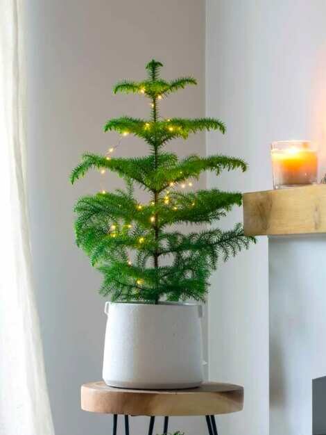 Small Sparse Christmas Tree Pine Araucaria heterophylla 
