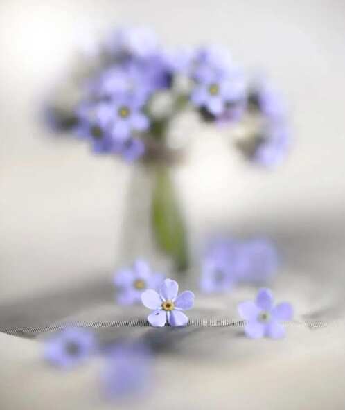 delicate blue flwoers spring aesthetic