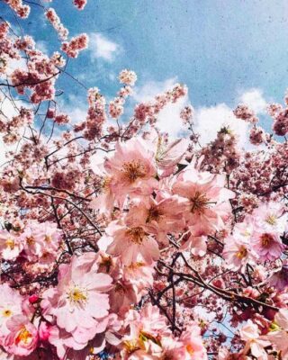 65 Spring Aesthetic Images That Will Lift Your Mood - The Mood Guide