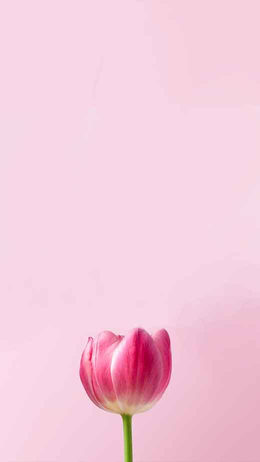 minimalist tulip spring wallpaper for iphone