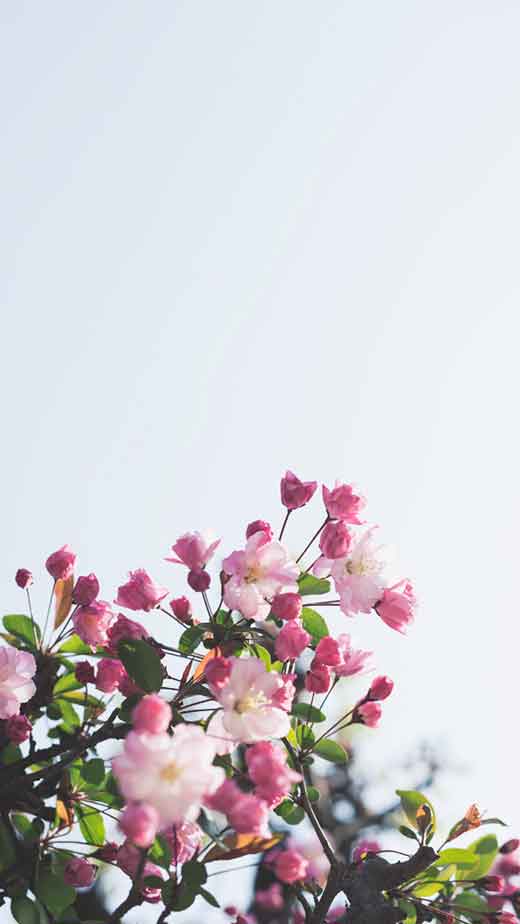 cherry blossom photo wallpaper for spring background for a girly and pink wallpaper for iphone