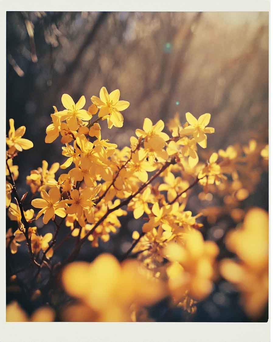 spring aesthetic yellow flowers