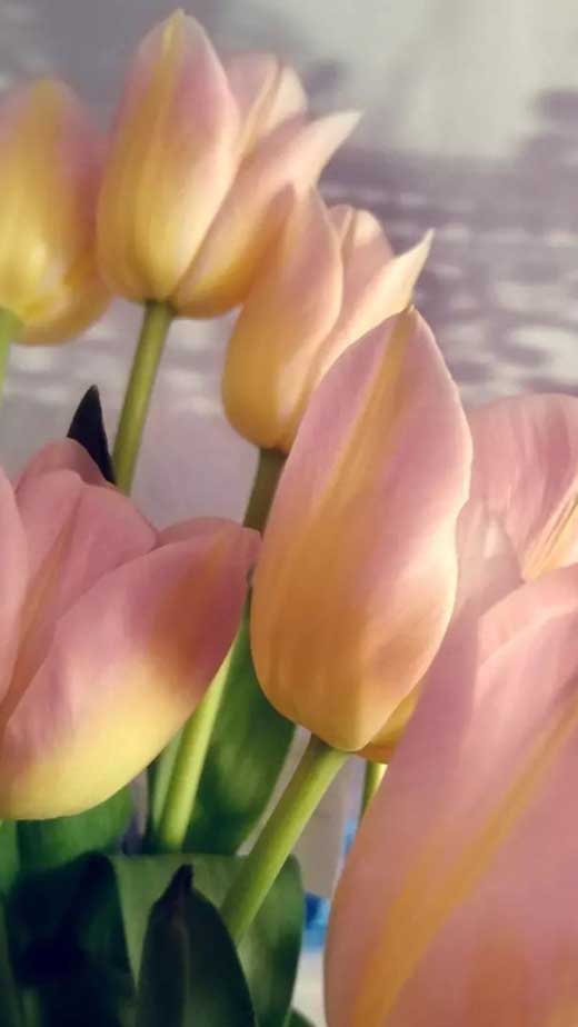 aesthetic pretty light pink yellow tulips wallpaper
