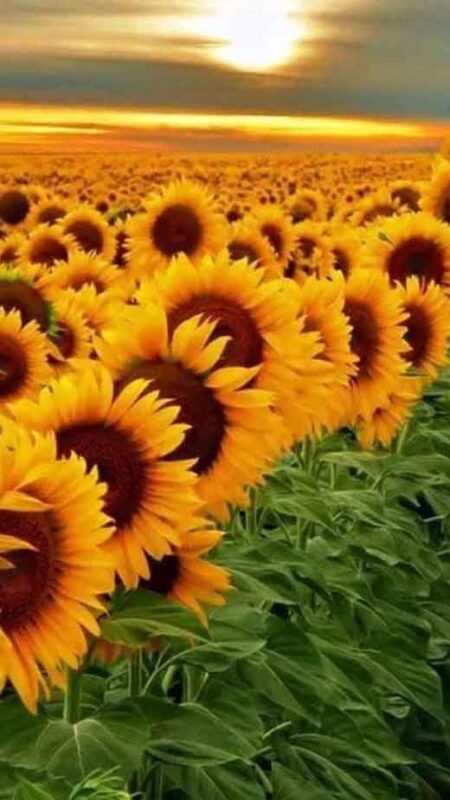 40+ Joyful Sunflower Wallpapers for iPhone - The Mood Guide