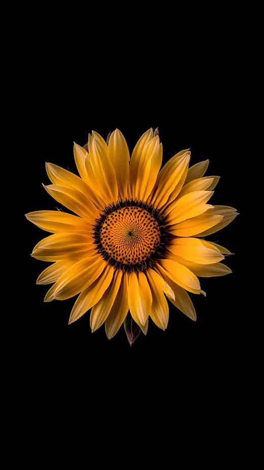 black and yellow floral aesthetic wallpaper for iphone