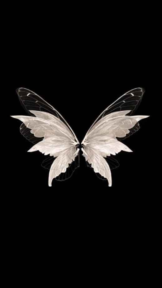 Black butterfly HD wallpapers  Pxfuel