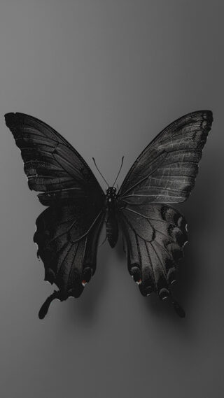 Whimsical Butterfly Wallpapers for iPhone (the Best Images + Exclusive ...