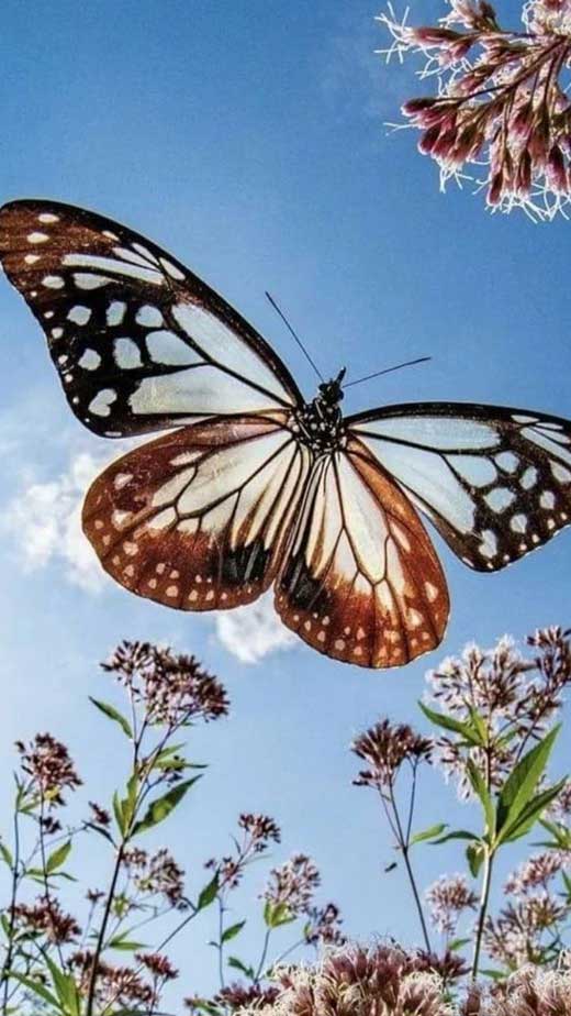 Purple Butterfly Wallpaper 4K Wings Black background 2361