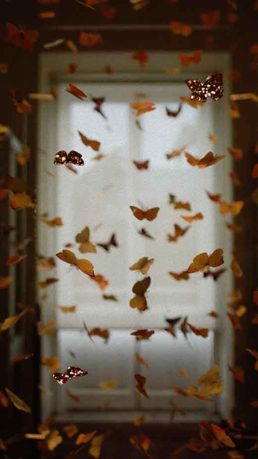 orange butterfly free hd wallpaper background aesthetic