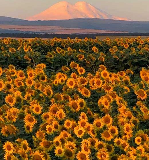 40+ Joyful Sunflower Wallpapers for iPhone (Free and HD)