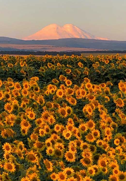 40+ Joyful Sunflower Wallpapers for iPhone (Free and HD)