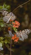40 + Whimsical Butterfly Wallpapers for iPhone - The Mood Guide