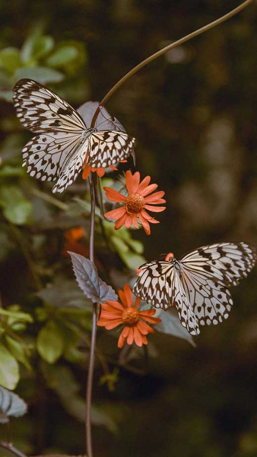 Butterflies IPhone Wallpaper HD IPhone Wallpapers Wallpaper Download   MOONAZ