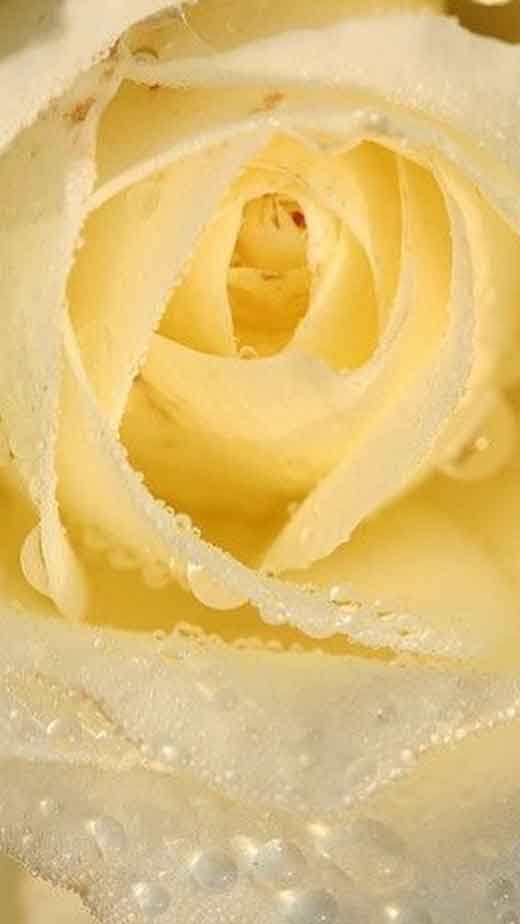 pastel yellow roses wallpaper for iphone