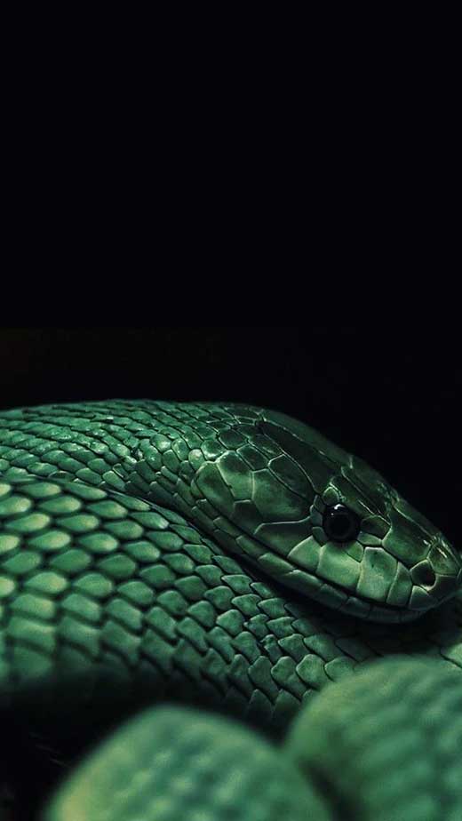 slytherin aesthetic snake background