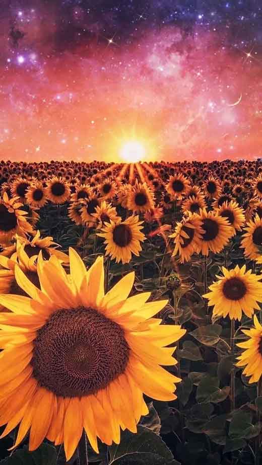 Sunflower Aesthetic Hd Wallpapers Pxfuel Atelier Yuwa Ciao Jp