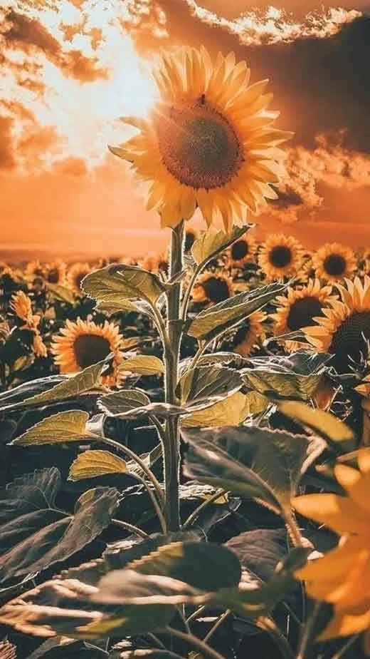 Sunflowers sun HD phone wallpaper  Peakpx