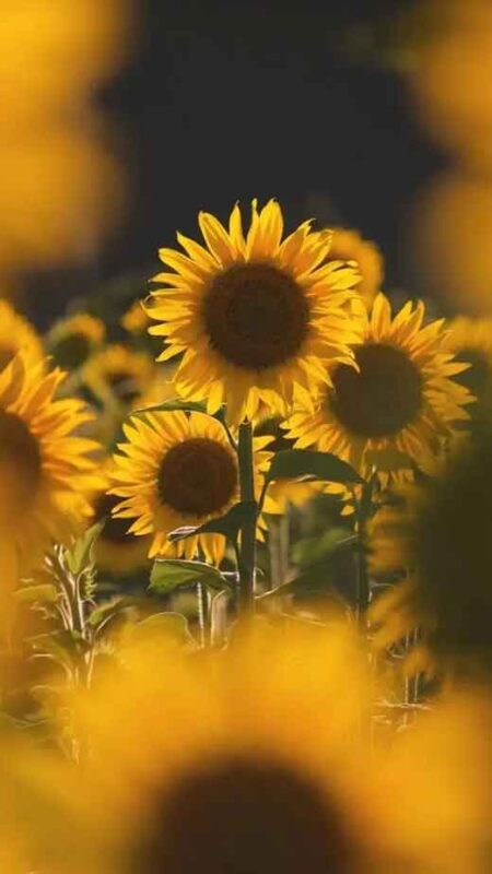 40+ Joyful Sunflower Wallpapers for iPhone - The Mood Guide