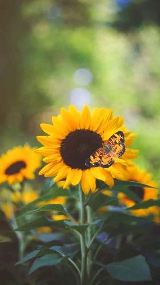 Sunflowers IPhone - IPhone : iPhone, Mountain Sunflower, HD phone wallpaper  | Peakpx